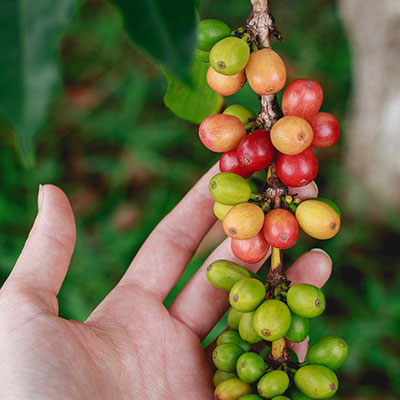 Green coffee beans on the branch